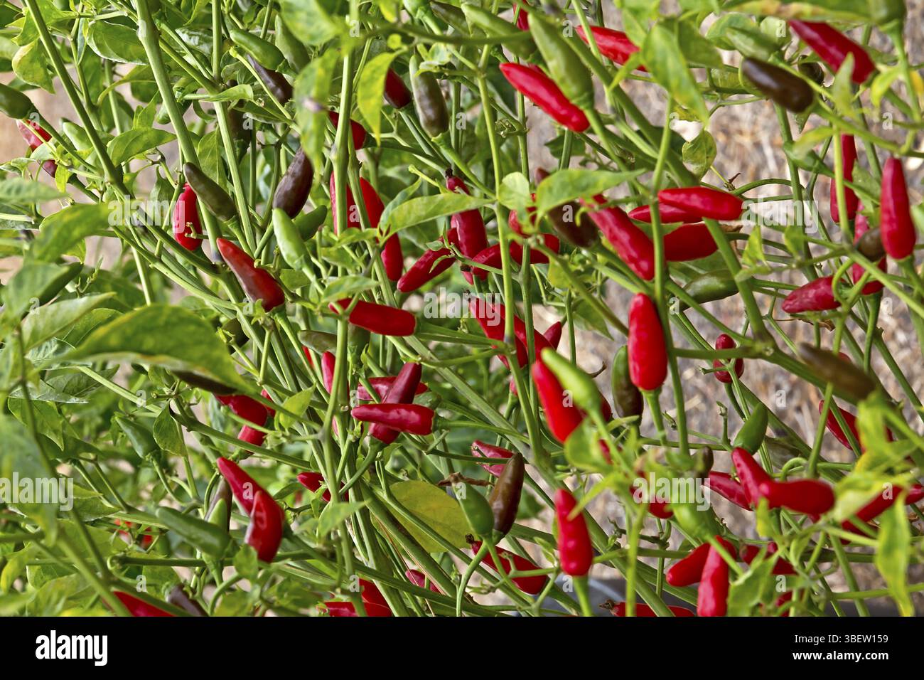 Piment (Capsicum annuum) Banque D'Images