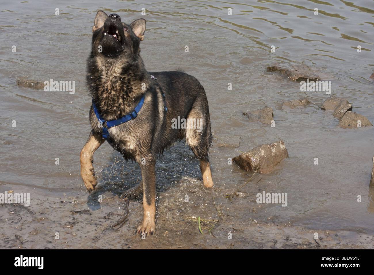 Maintenant je l'attrape Banque D'Images