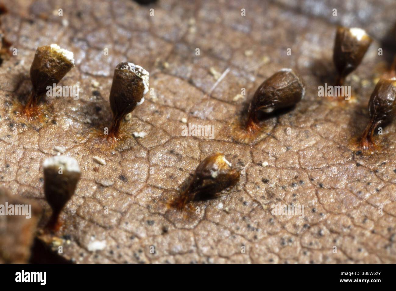 Craterium minutum (Craterium minutum) Banque D'Images