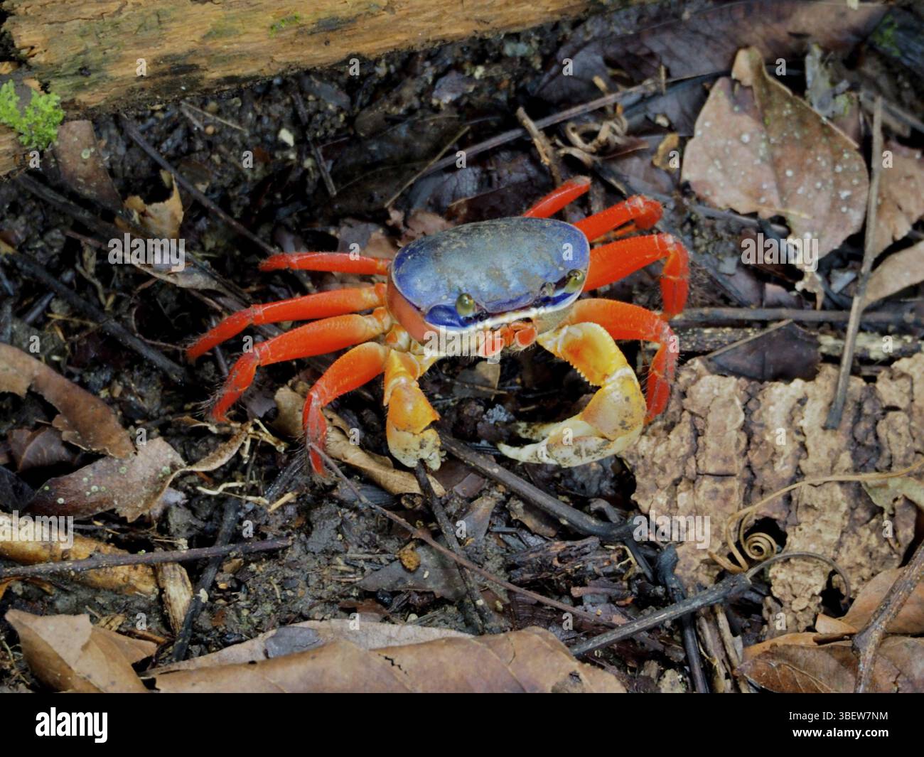 Crabe terrestre rouge (crabe terrestre rouge) Banque D'Images