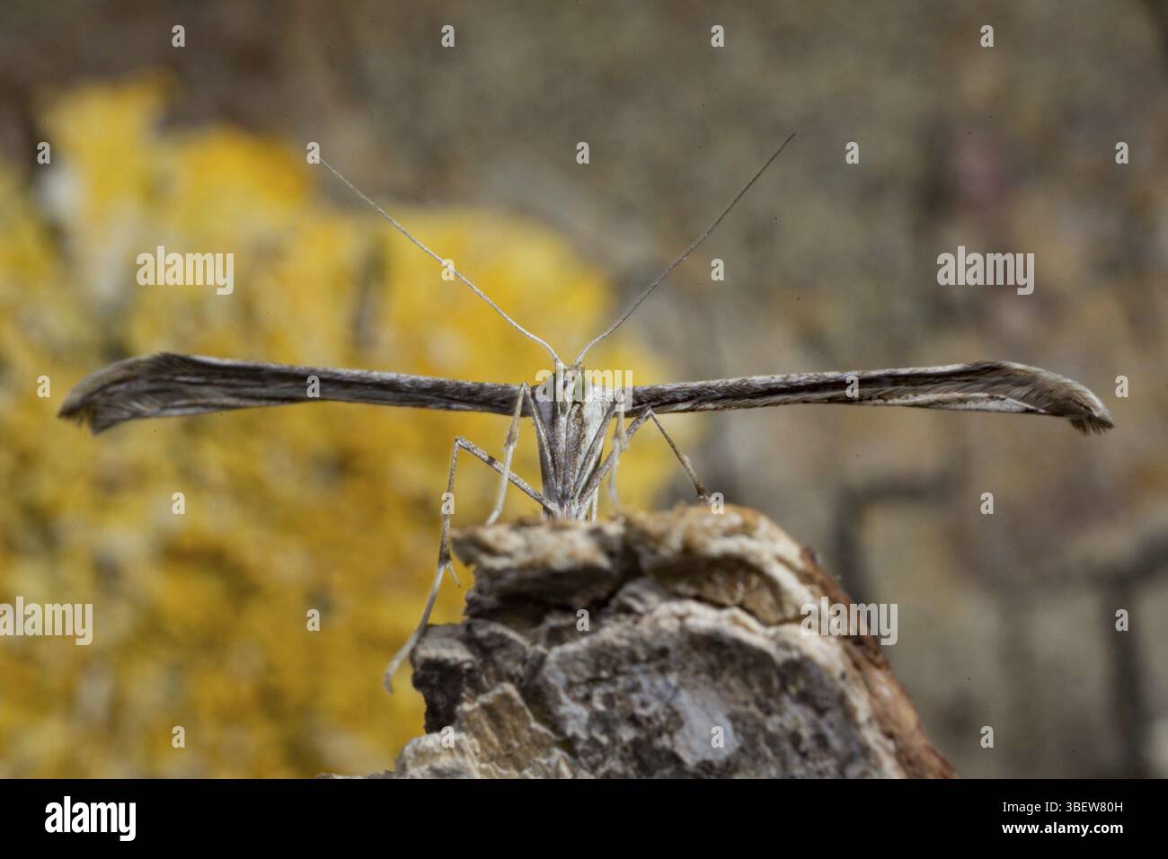 Teigne des plumes (Emmelina monodactyla) Banque D'Images