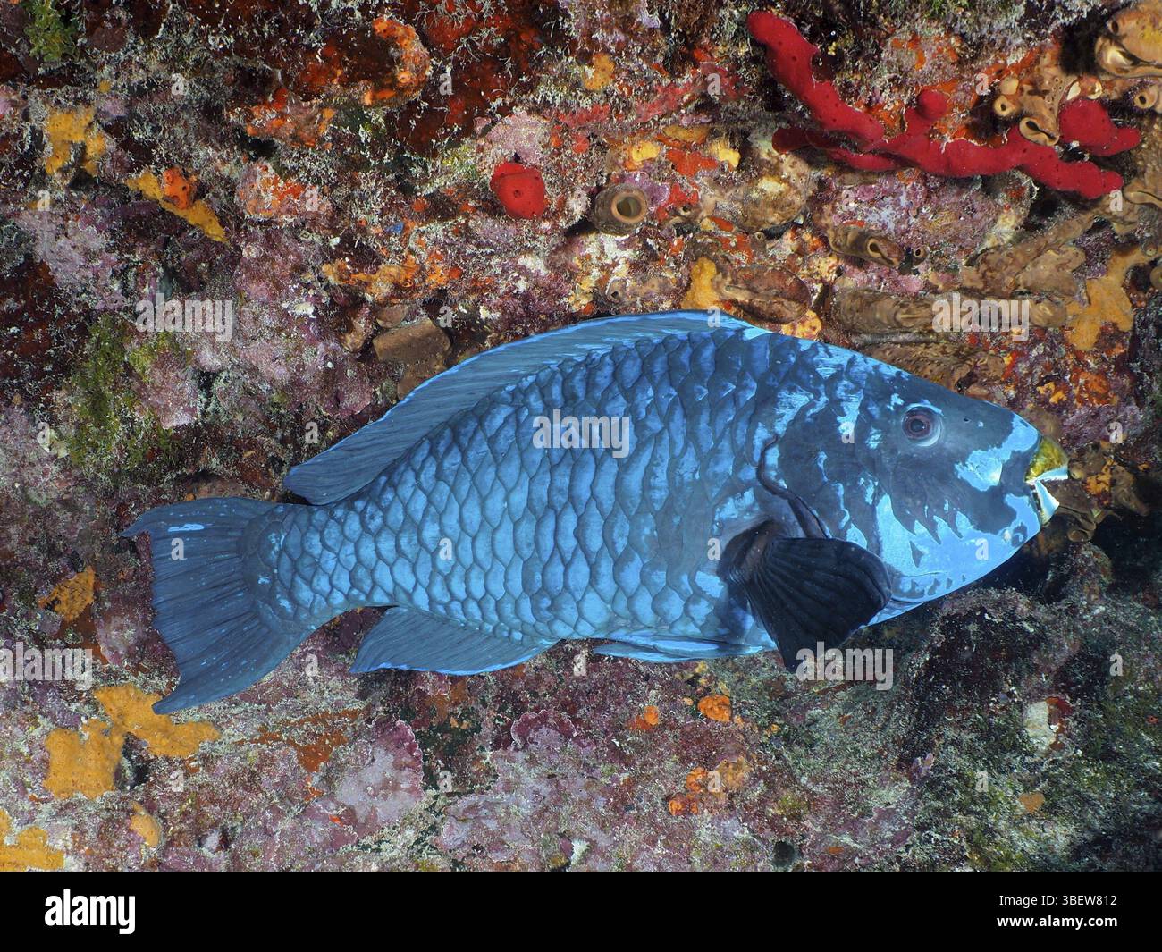 Perroquets de minuit (Scarus coelestinus) Banque D'Images