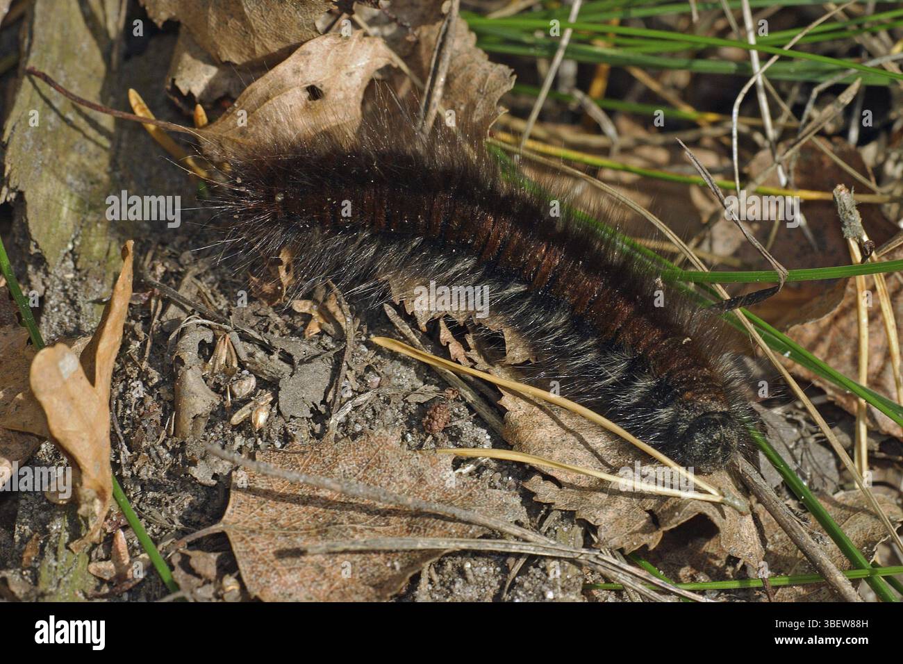 Mûre, chenille (Macrothylacia rubi) Banque D'Images