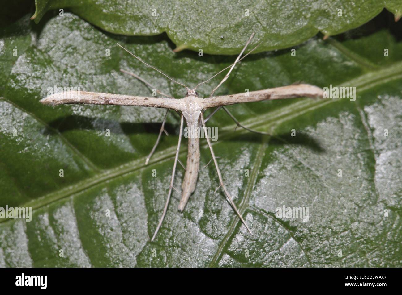 Teigne des plumes Emmelina monodactyla (Emmelina monodactyla) Banque D'Images