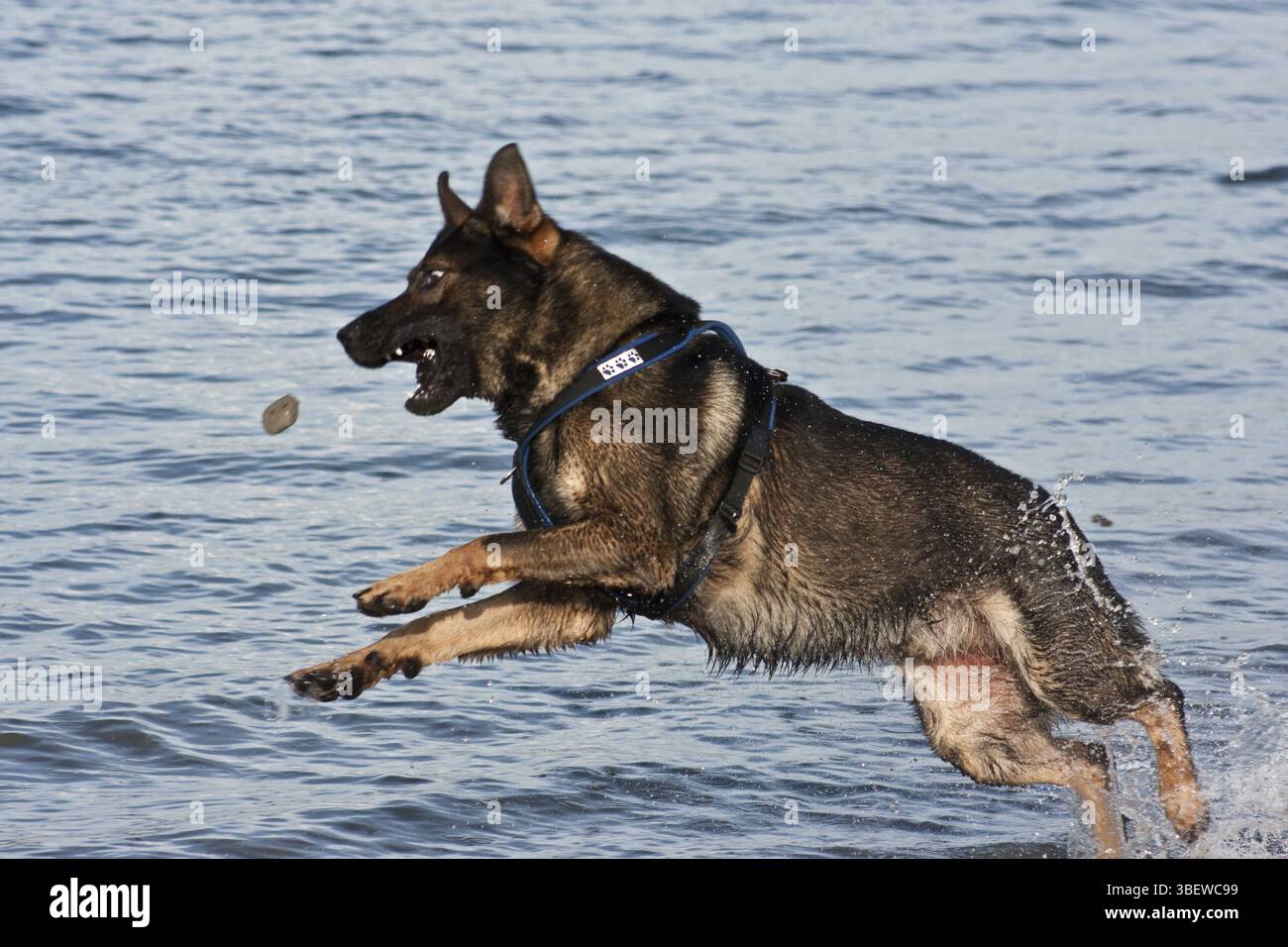 Chien de berger Banque D'Images