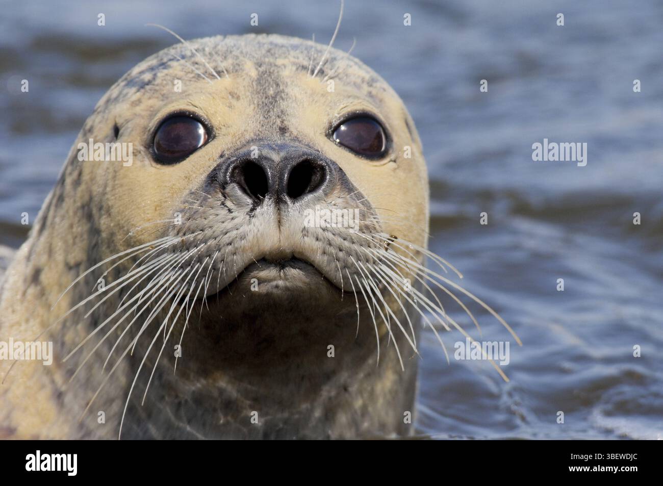 Phoque commun (Phoca vitulina) Banque D'Images