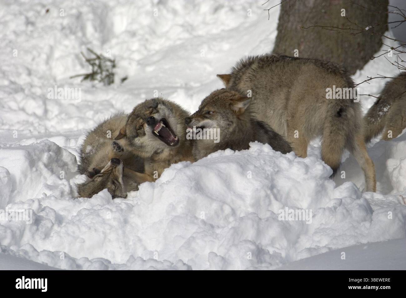 Jouer aux loups (Canis lupus) Banque D'Images