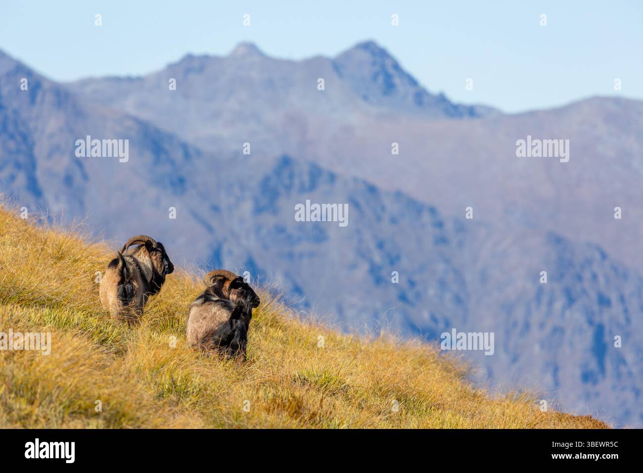 Deux chèvres sauvages dans la réserve panoramique Ben Lomond, Queenstown, Otago, Nouvelle-Zélande Banque D'Images