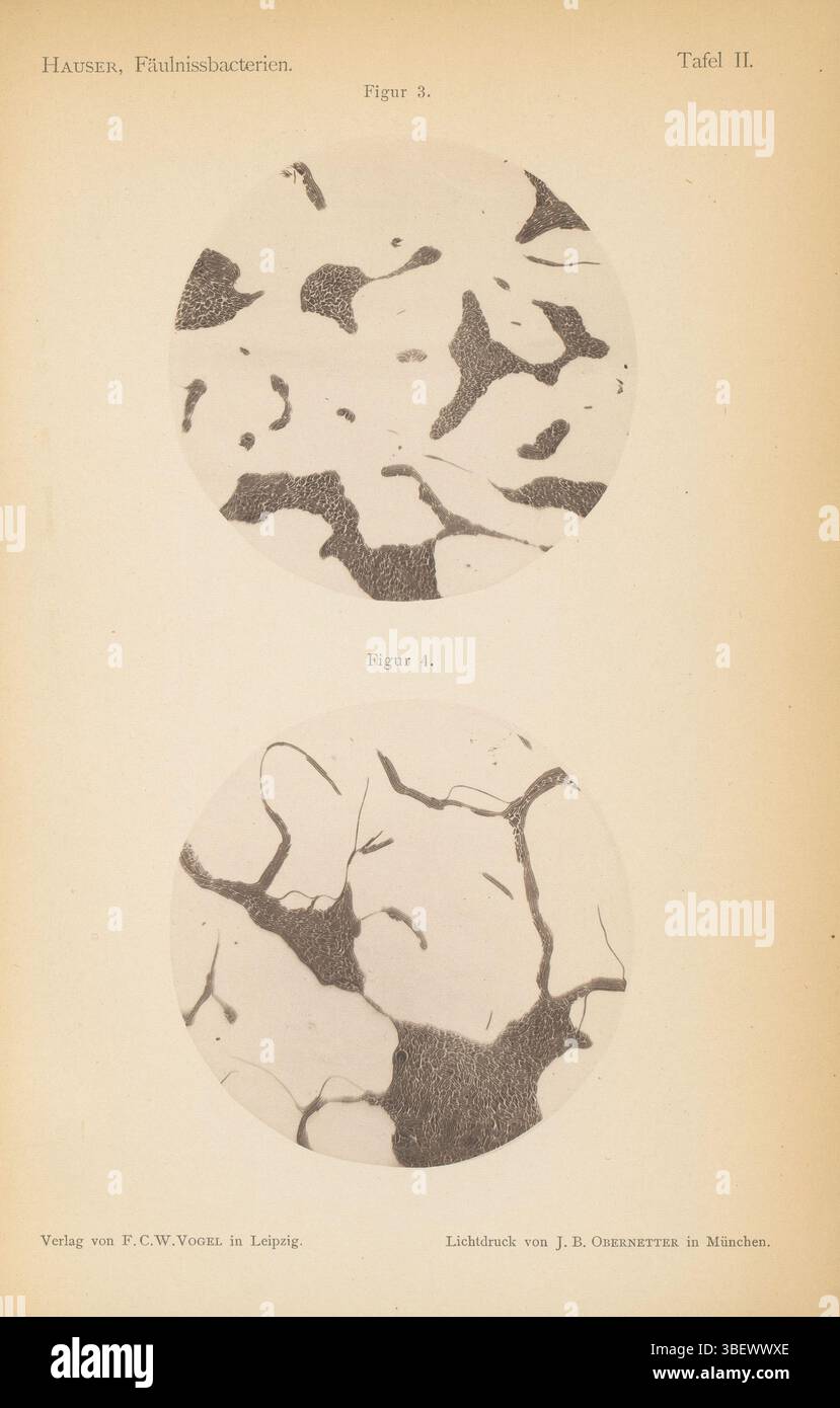 Leipzig, Vogel, Friedrich Christian Wilhelm, Munich, Obernetter, Johann Baptist, Hauser, Gustav, deux microscopes de bactéries périssables, recto-imprimé, impression photomécanique, page, photos, livres illustrés photographiques, tableau II. figure 3. Figure 4., hauteur 258 mm, largeur 170 mm, 1856-07-13 - 1935-06-30, photographe, 1875 - 1885, papier, collotype, impression légère, 1840 - 1887, fabricant, publication (événement), publication, éditeur Banque D'Images