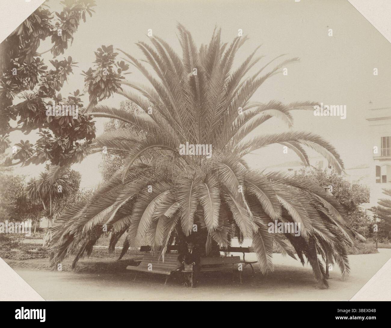Madère, Madère, homme assis sur un banc sous un palmier à Madère, partie de l'album avec 191 photos d'un voyage à destination et à travers l'Afrique du Sud., photographie, photos, hauteur 174 mm, largeur 234 mm, photographe, 1885 - 1910, quatrième quart 19e siècle, premier quart 20e siècle, premier quart 20e siècle, papier, papier photographique, papier photo, tirage d'album, impression d'albumine Banque D'Images