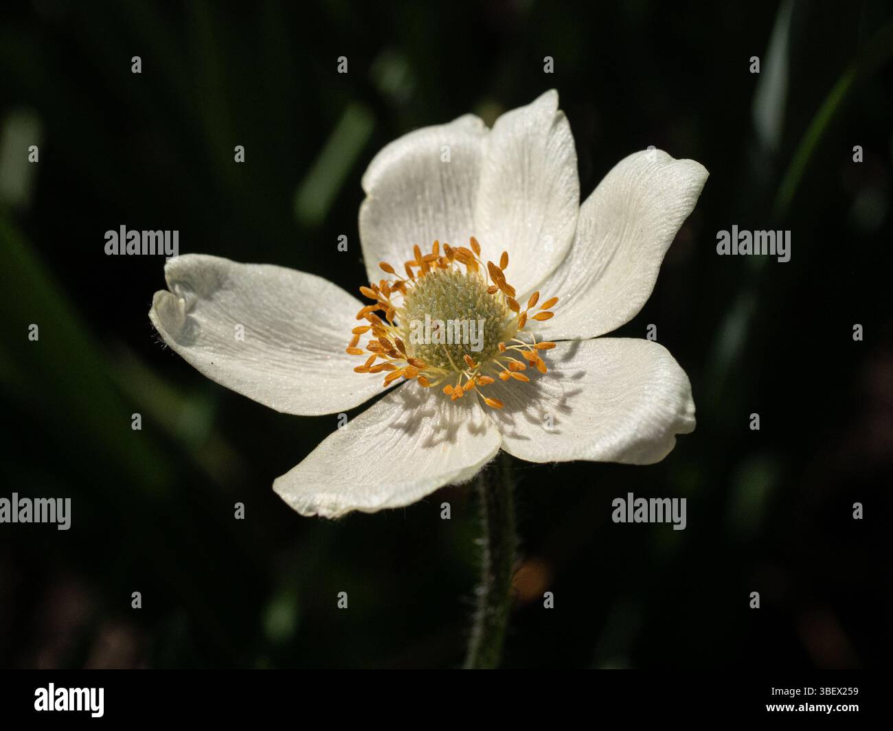 Un gros plan d'une seule fleur blanche crémeuse d'Anemone demissa Banque D'Images