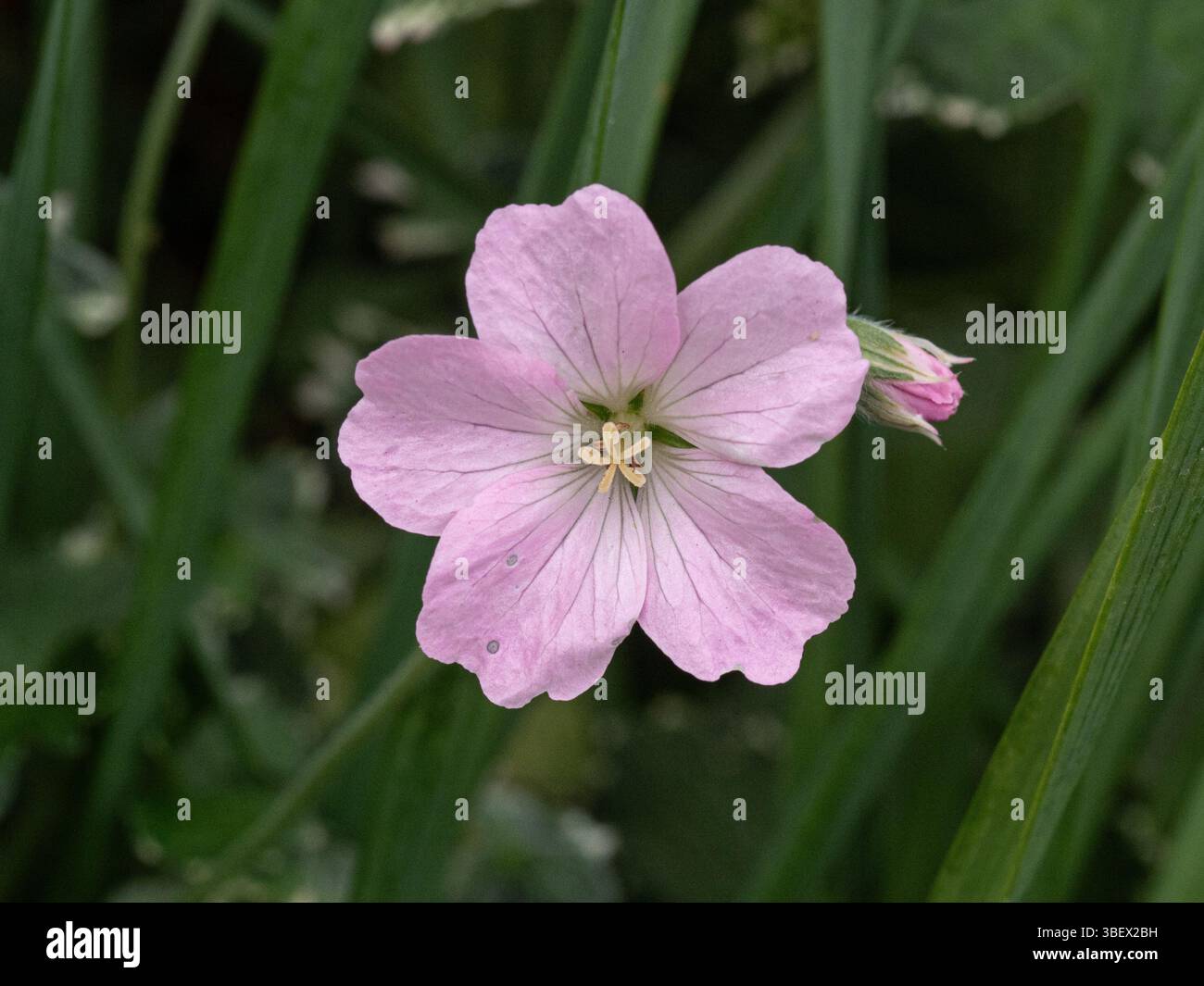 Une seule fleur rose délicate du géranium Geranium rustique 'Dreamland' Banque D'Images