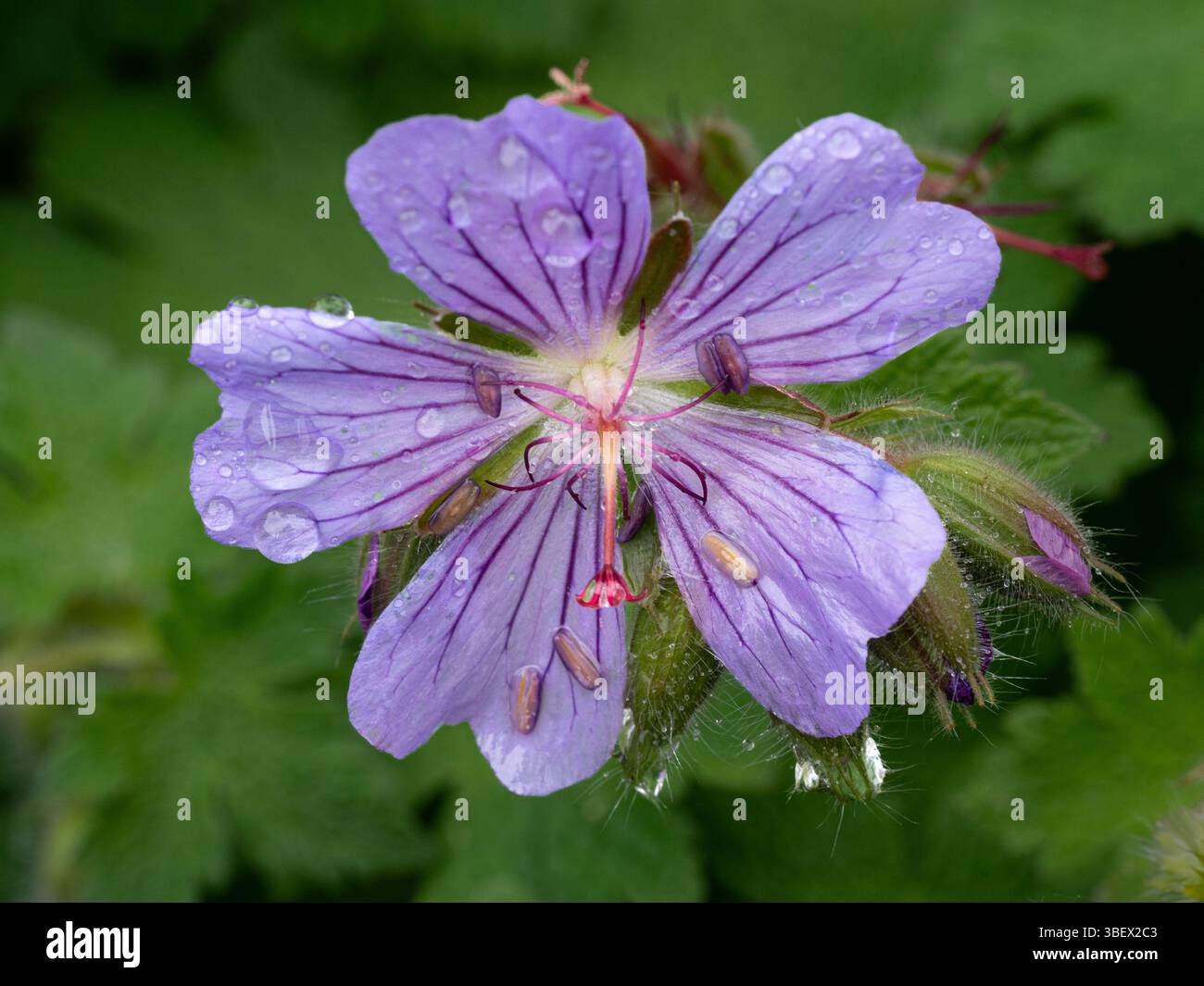 Une seule fleur bleu pâle du géranium géranium Geranium platypetalum bordé robuste Banque D'Images