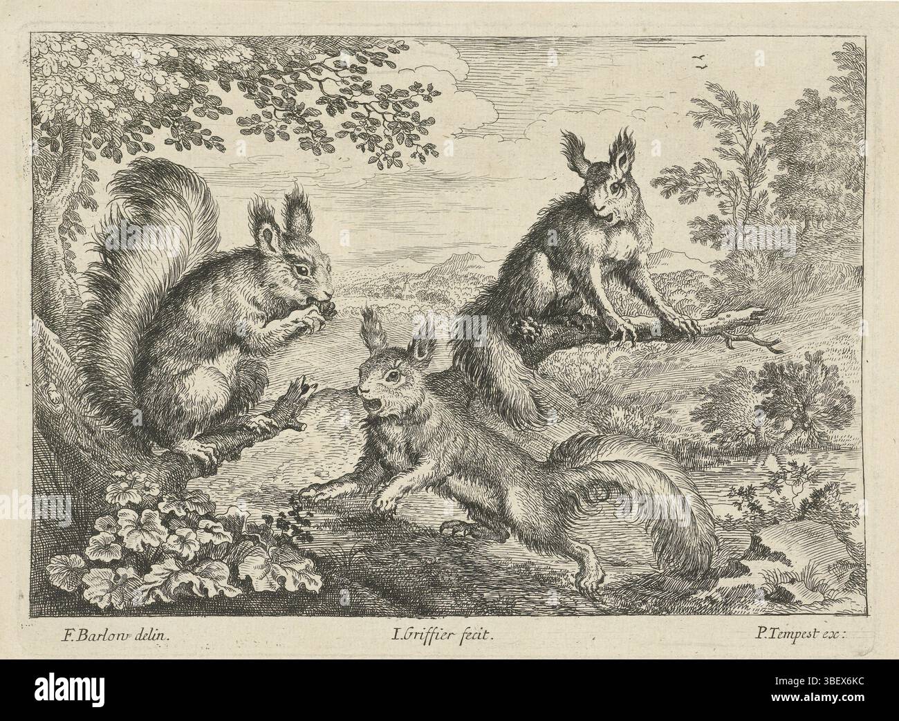 Tempest, Pierce, Barlow, Francis, registraire, Jan (I), plusieurs animaux, trois écureuils, verso - estampillé, trois écureuils dans un paysage boisé. Ce tirage fait partie d'une série de dix tirages avec différents animaux., tirage, hauteur 139 mm, largeur 187 mm, 1645 - 1718, graveur, 1680 - 1694, papier, gravure, gravure, gravure (procédé d'impression), anglais, 1626 - 1704, dessinateur intermédiaire, par dessin, publication (événement), publication, 1650 - 1717, éditeur Banque D'Images