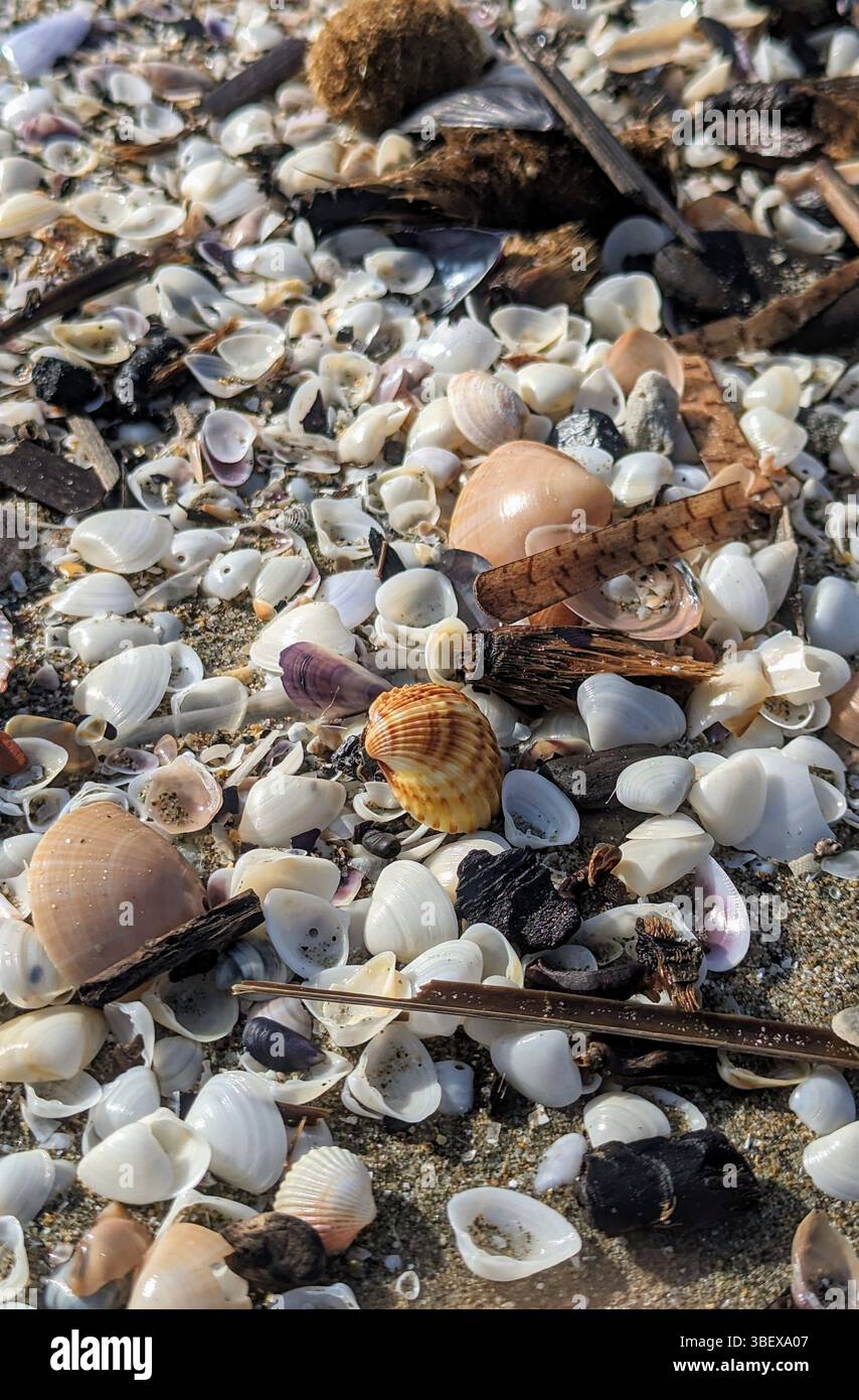 Gros plan de petits coquillages dispersés sur la plage de sable de Tirrenia, en Italie, après une forte tempête marine. - Image de stock capturée avec un smartphone