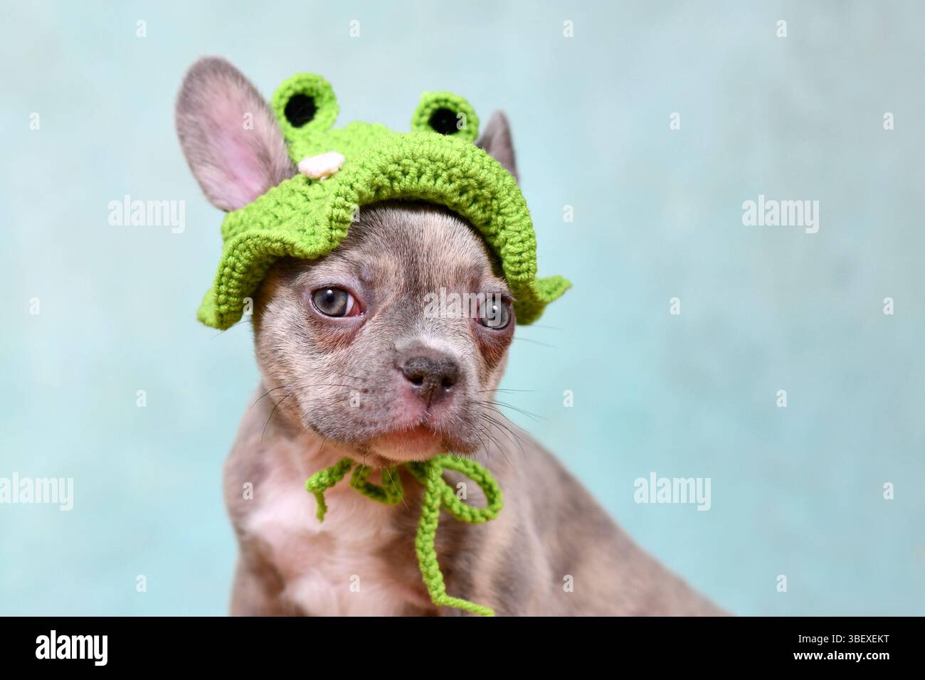 Mignon jeune lilas Brindle chiot bouledogue français avec bonnet grenouille tricoté Banque D'Images