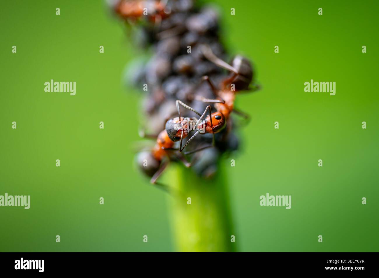 Macro gros plan de deux fourmis de bois rouges (formica rufa) exécutant le trophallaxis sur fond vert, partageant la nourriture par transfert bouche-à-bouche. Banque D'Images