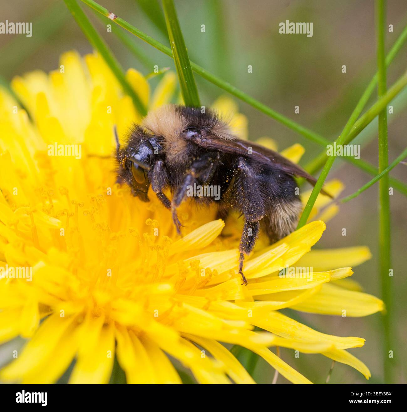 Bombus campestris bourdon Cuckoo très commun Banque D'Images