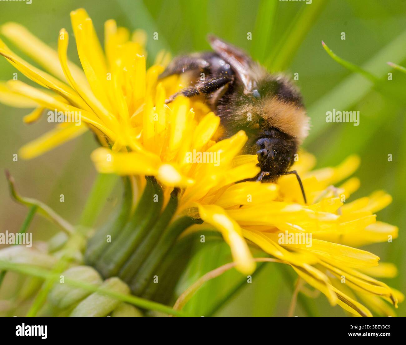 Bombus campestris bourdon Cuckoo très commun Banque D'Images