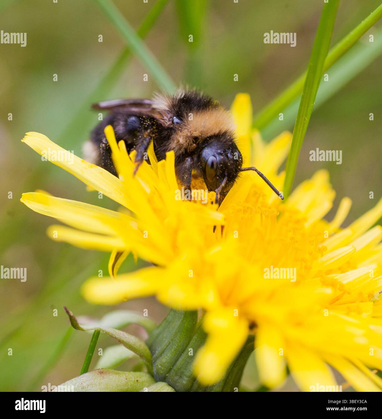 Bombus campestris bourdon Cuckoo très commun Banque D'Images