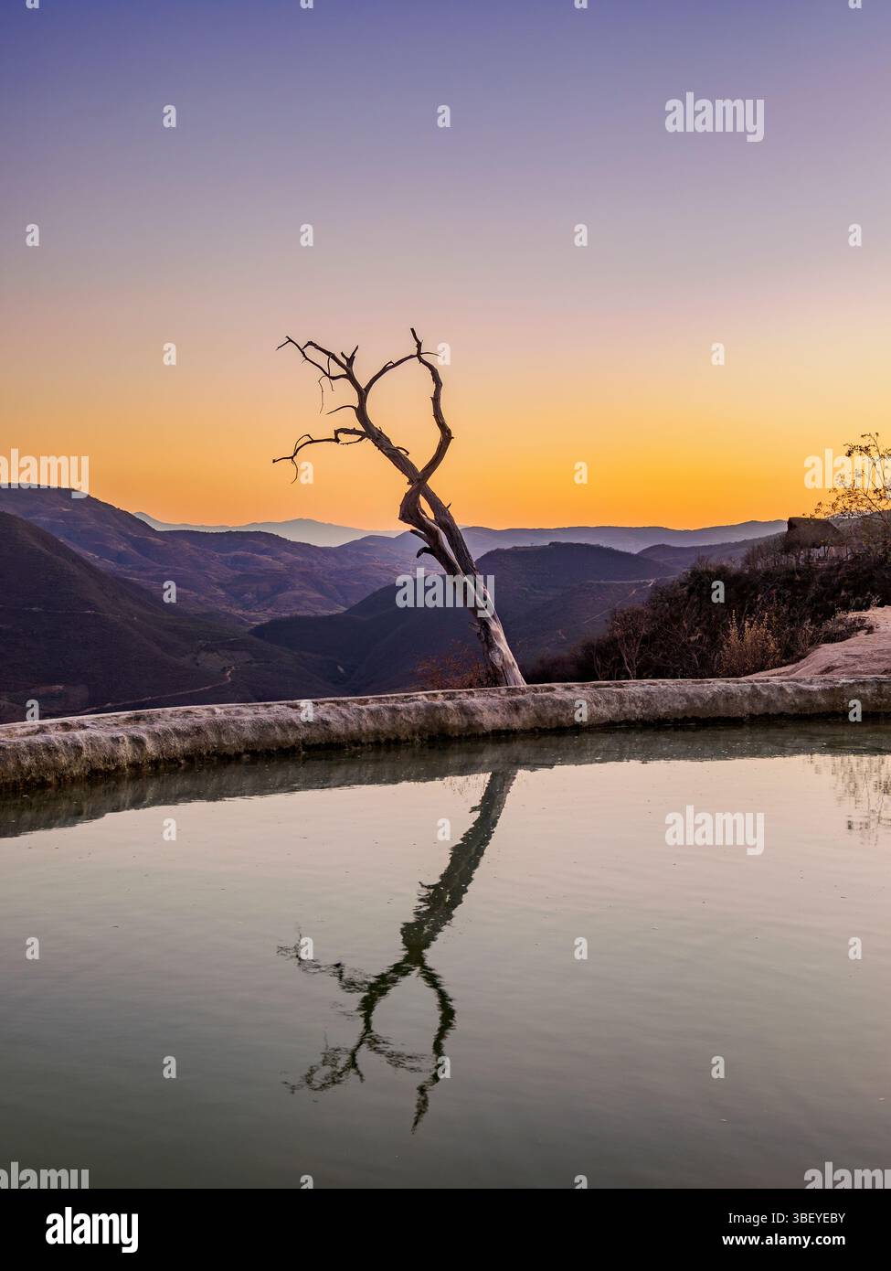 Lone Tree by the pool, Hierve el Agua, crépuscule, San Lorenzo Albarradas, Oaxaca State, Mexique Banque D'Images