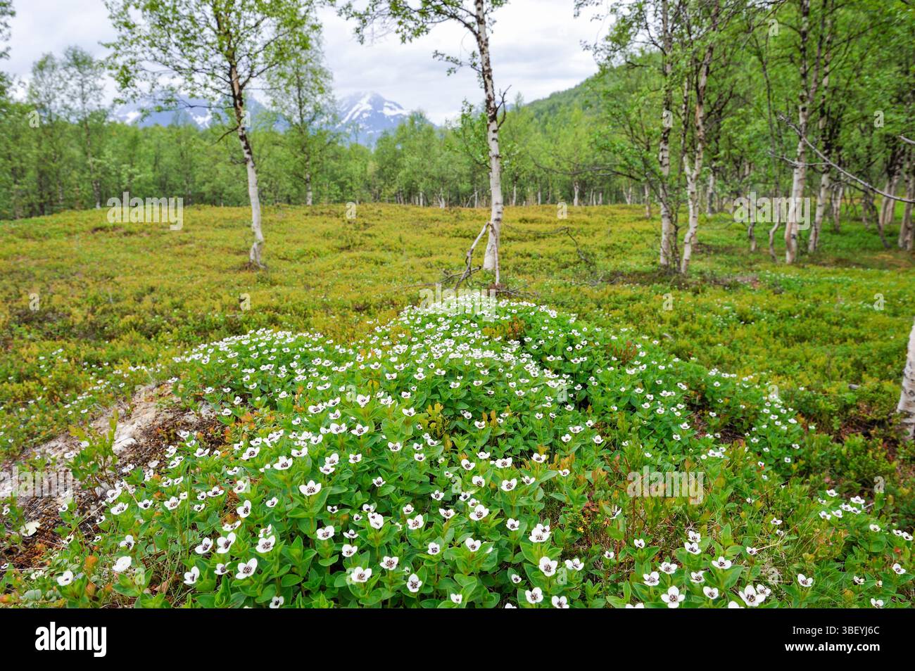Cornus suecica fleurs dans un bois de bouleau, Nordmannvikdalen valley, région de Lyngen, comté de Troms, Norvège, dans le Nord de l'Europe Banque D'Images