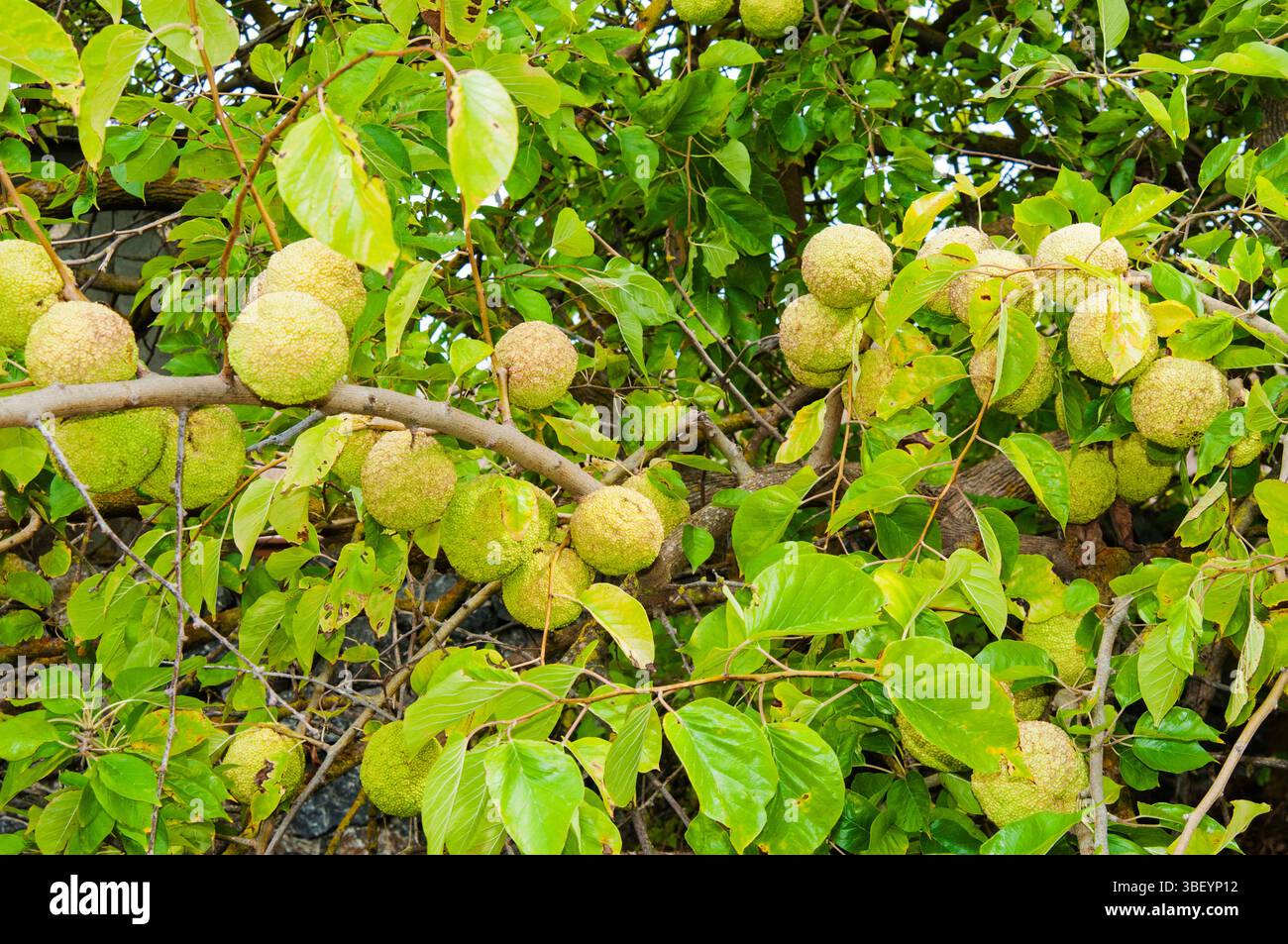 Maclura pomifera ou orange Osage ou pomme haie, Capalbio, Province de Grosseto, Toscane, Italie Banque D'Images