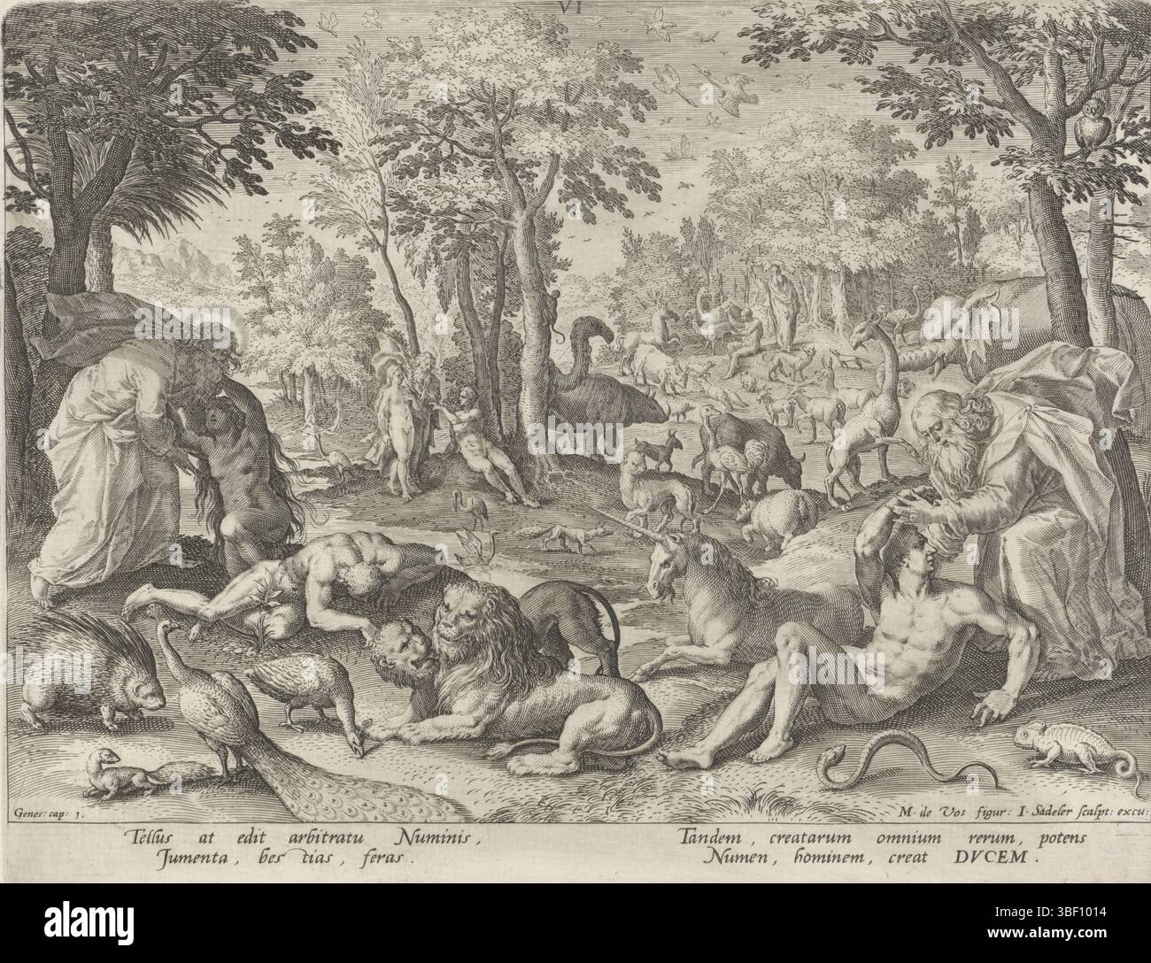 Sadeler, Johann (I), Munich, Sadeler, Anvers, vos, Maerten de, création du monde, création d'Adam et Ève, verso gauche - estampillé, au milieu des animaux Adam et Ève sont créés par Dieu le Père. Juste au premier plan, Dieu le Père se penche sur Adam ; Ève gauche créée à partir de la côte d'Adam. Au milieu deux lions, une licorne et d'autres animaux. Au milieu, à l'arrière-plan, Dieu donne Ève à Adam. Le sixième jour de la création, Dieu créa les animaux de la terre et Adam et Ève. L'impression a une légende latine., impression, hauteur 198 mm, largeur 252 mm, Zuid-Nederlands, 1550 - 1600-08, print mak Banque D'Images