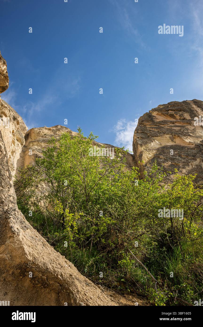 Un buisson vibrant prospère au milieu d'imposantes formations rocheuses sous un ciel bleu vif. L'image met en valeur la résilience et la beauté de la nature dans un pays accidenté Banque D'Images