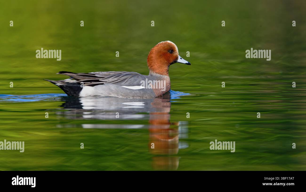 Canard siffleur Banque D'Images