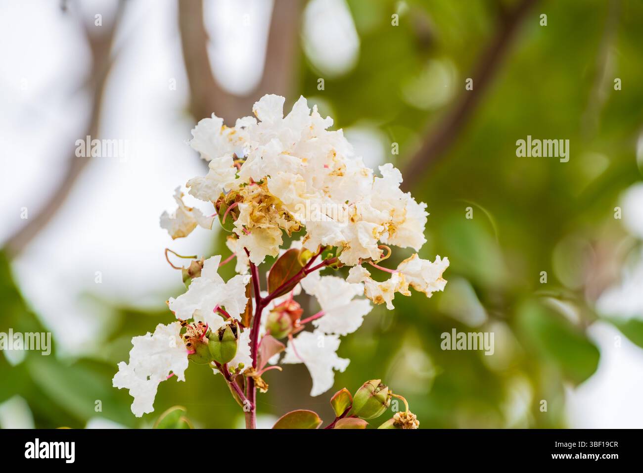 Fleurs de myrte en crappe blanche regroupées sur branches Banque D'Images