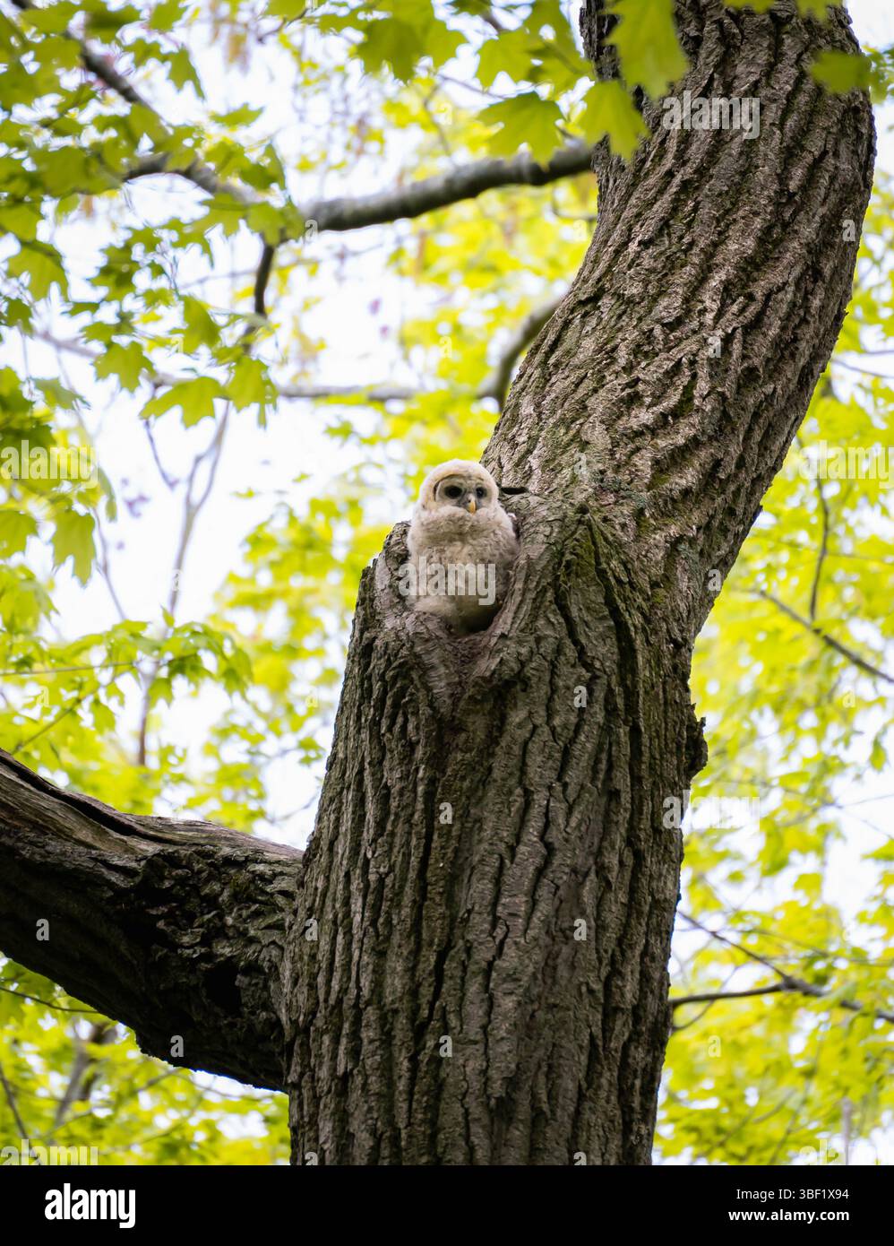 Chouette barrée perchée dans le nid dans le creux de l'arbre dans la forêt. Banque D'Images