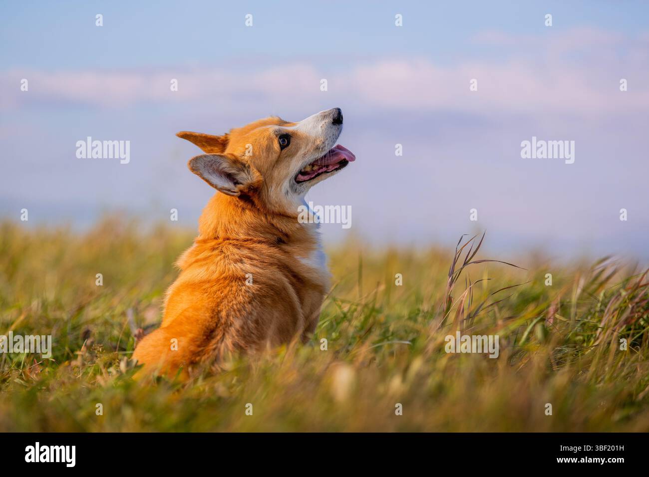Chien corgi gallois mignon assis dans la prairie dorée Banque D'Images