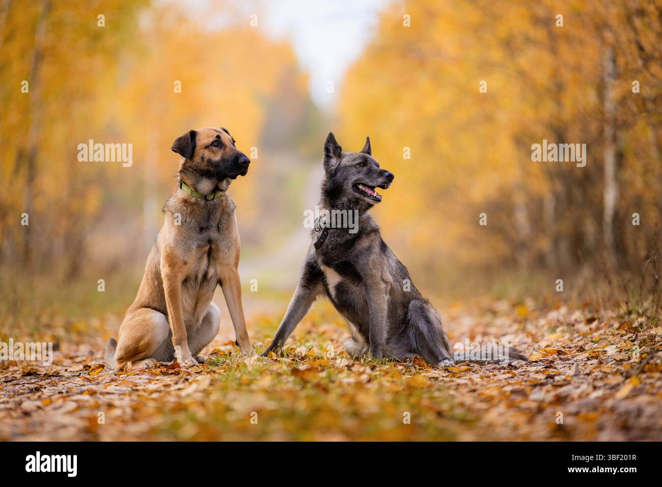 Deux chiens sont assis sur un chemin forestier couvert de feuilles jaunes tombées Banque D'Images