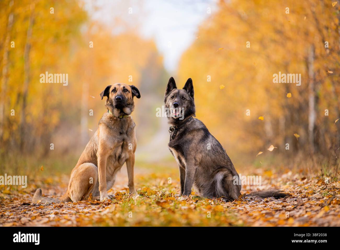 Deux chiens fidèles assis côte à côte sur un chemin forestier d'automne Banque D'Images