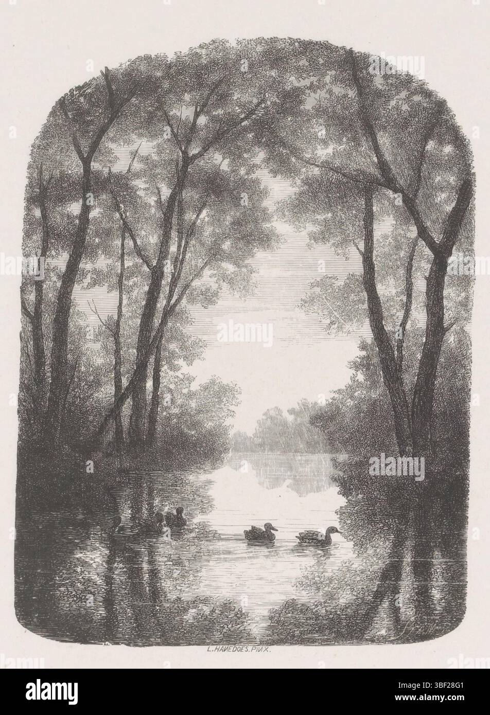 Hanedoes, Louwrens, la Haye, Stam, Willem Hendrik, canard nageant dans l'eau entre les arbres, verso milieu - estampillé, impression, hauteur 290 mm, largeur 225 mm, néerlandais, 1831-06-29 - 1874-01-03, graveur, 1841 - 1874, papier, gravure sur bois, 1822-07-14 - 1905-02-09 Banque D'Images