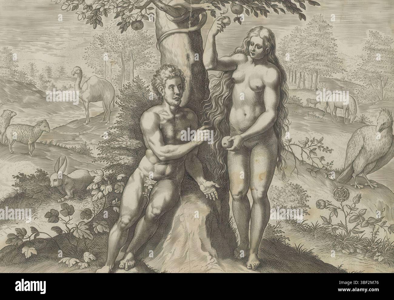Alkmaar, Schabaelje, Jan Philipsz, Amsterdam, Visscher, Claes Jansz. (II), Broeck, Crispijn van den, Sadeler, Johann (I), den Grooten Figuer-Bibel, création et automne, Van Adam et Eve, Eve tente Adam de manger de l'arbre, Eve offre à Adam une pomme de l'arbre de la connaissance du bien et du mal. Dans l'arbre le serpent. Différents animaux en arrière-plan. En bas se trouve une référence au texte de la Bible en latin. Cette impression fait partie d'un album., impression, feuille d'albumsheet, impressions, hauteur 199 mm, largeur 269 mm, Zuid-Nederlands, 1550 - 1600-08, graveur, 1643 - 1643, papier, gravure, gravure (impression proce Banque D'Images