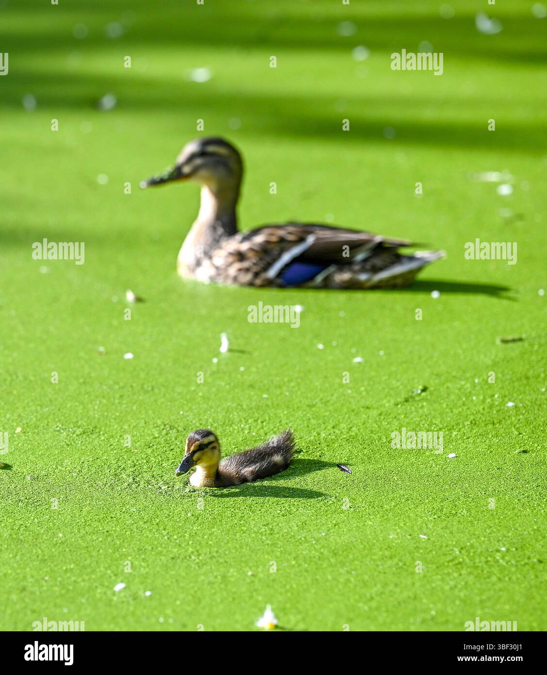 Brighton UK 30 mai 2025 - Un canard colverts (Anas platyrhynchos)) aime se nourrir parmi les algues sur l'étang Queens Park à Brighton sur une belle belle soirée ensoleillée en début de soirée : crédit Simon Dack / Alamy Live News Banque D'Images