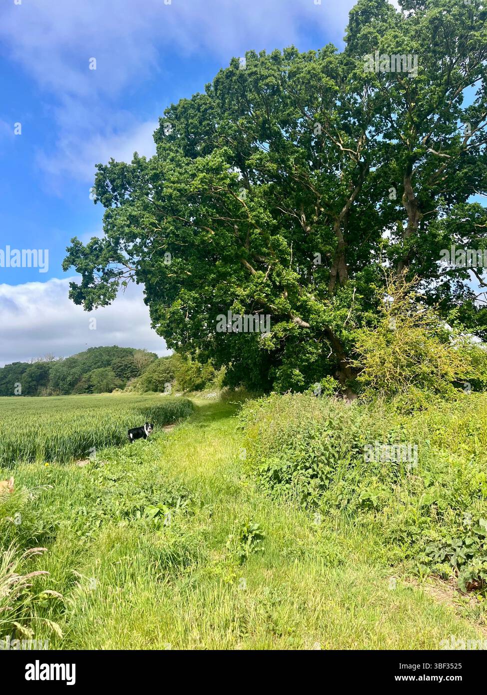 L'esthétique de la campagne anglaise par une journée ensoleillée au printemps en Angleterre, au Royaume-Uni, en Europe. - Image de stock capturée avec un smartphone