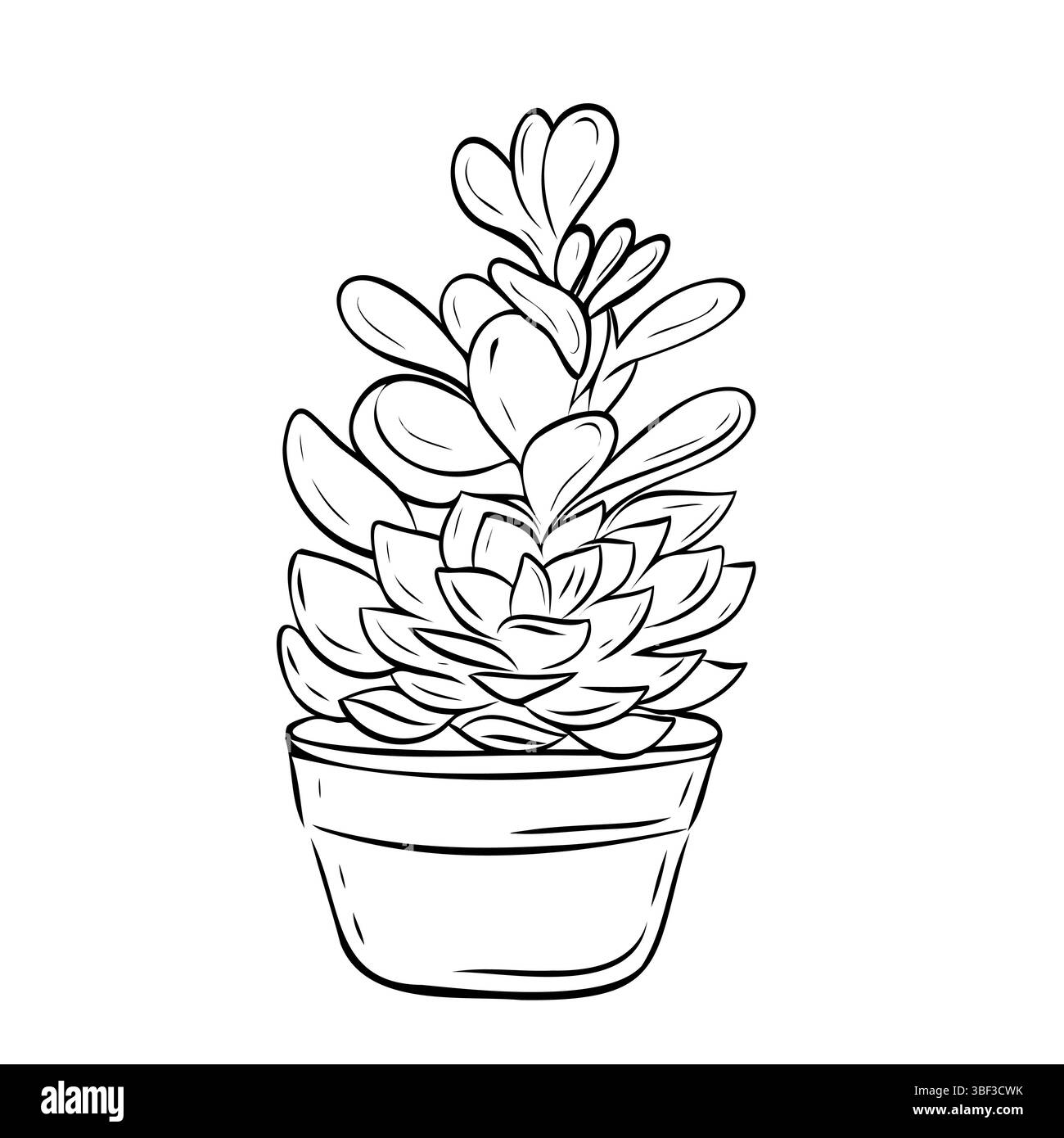 Merveilleuse succulente dans un pot. Illustration graphique vectorielle, objet d'un grand ensemble de succulentes Illustration de Vecteur