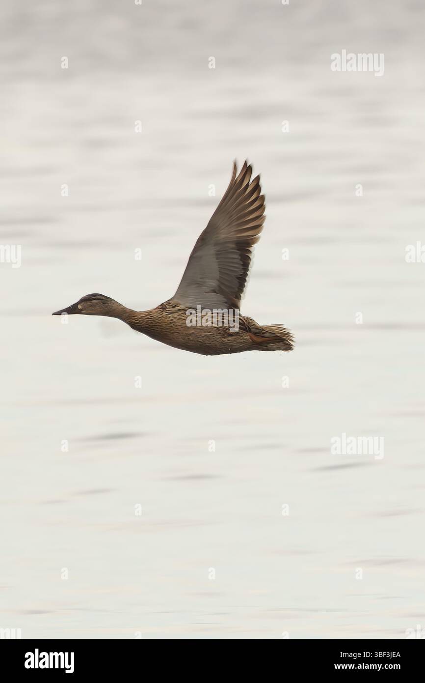 Oiseaux de rivage de la Baltique Banque D'Images