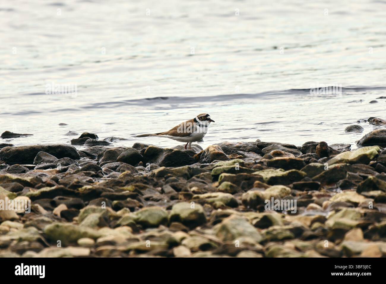 Oiseaux de rivage de la Baltique Banque D'Images
