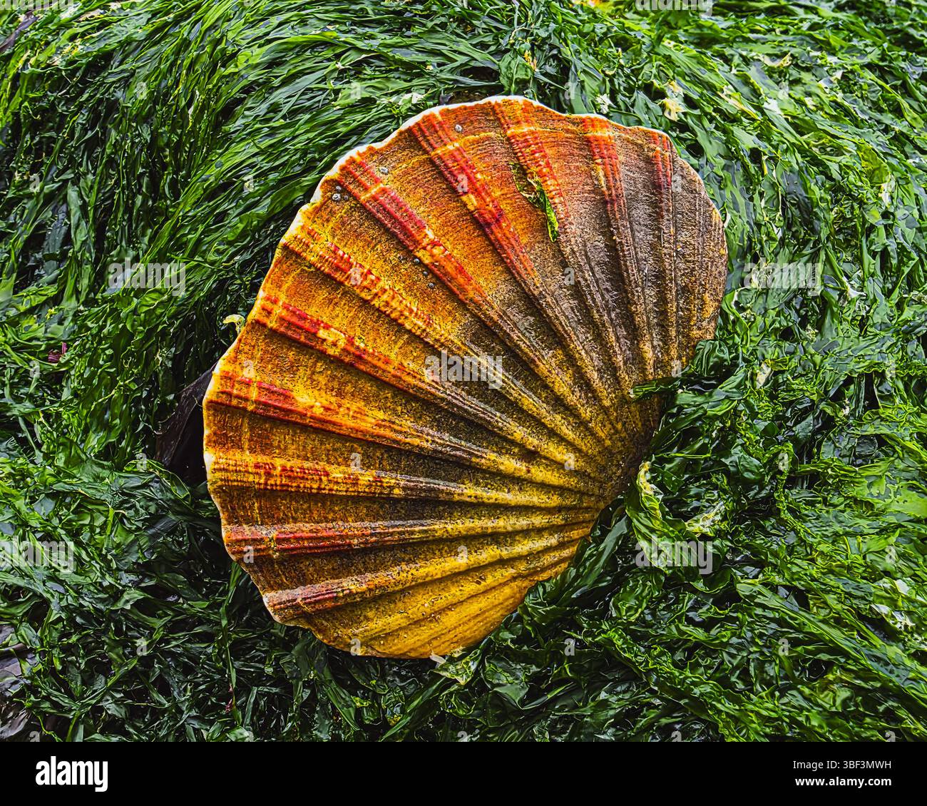 Coquillage doré sur fond d'algues humides Banque D'Images