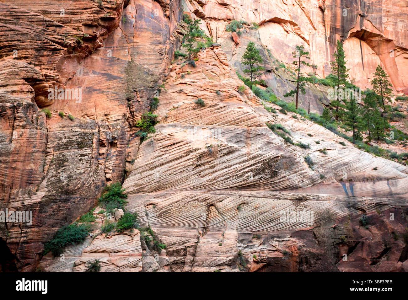 Falaises de grès le long du West Rim Trail jusqu'à Angels Landing dans le parc national de Zion, Utah Banque D'Images