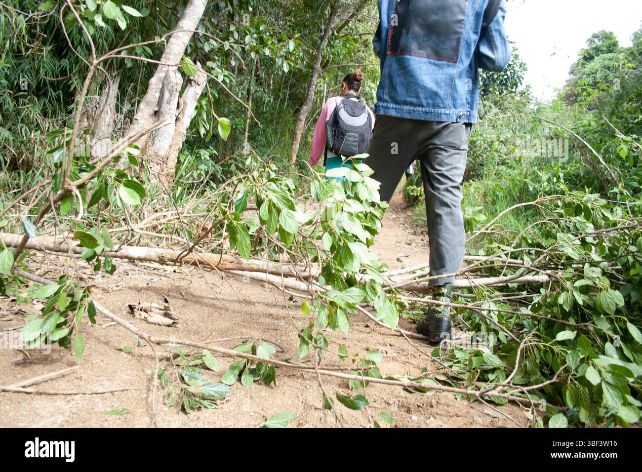 Les gens marchent sur un chemin boisé à Picacho de Galipan El Avila Waraira Repano Caracas Venezuela. Banque D'Images