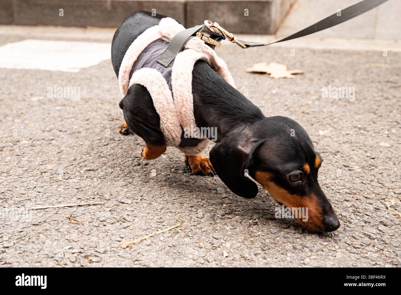 Adorable chien Teckel posant à l'extérieur Banque D'Images