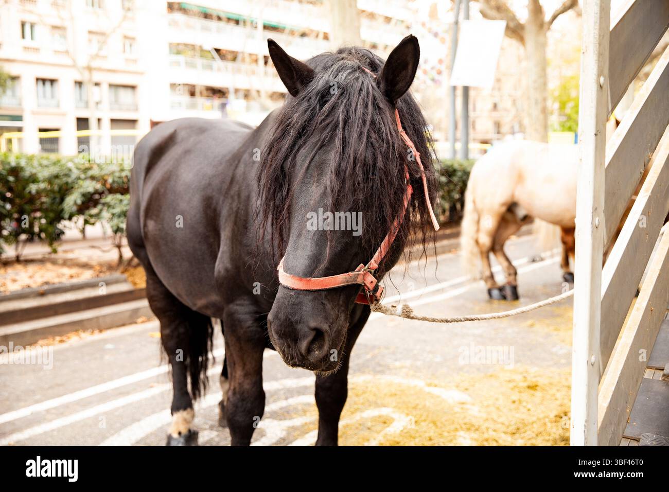 Cheval noir avec une longue crinière dans le harnais Banque D'Images