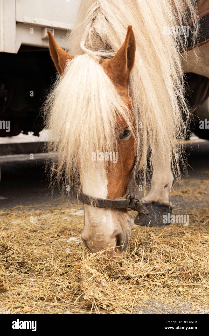 Mignon cheval gros plan mangeant du foin Banque D'Images