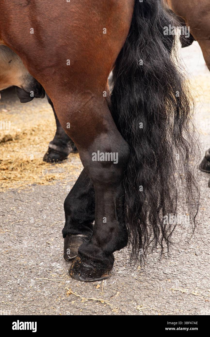 Gros plan sur les jambes du cheval, cheval brun Banque D'Images