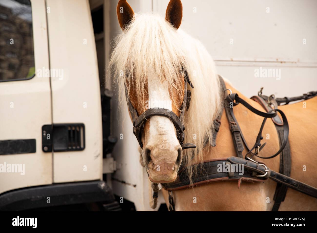 cheval avec une longue crinière près d'un camion Banque D'Images